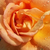 Żółto - różowy  - Róża wielkokwiatowa - Hybrid Tea - Tapestry